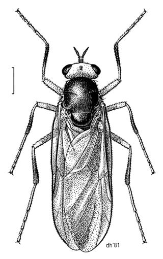 <i>Inopus</i> Genus of flies