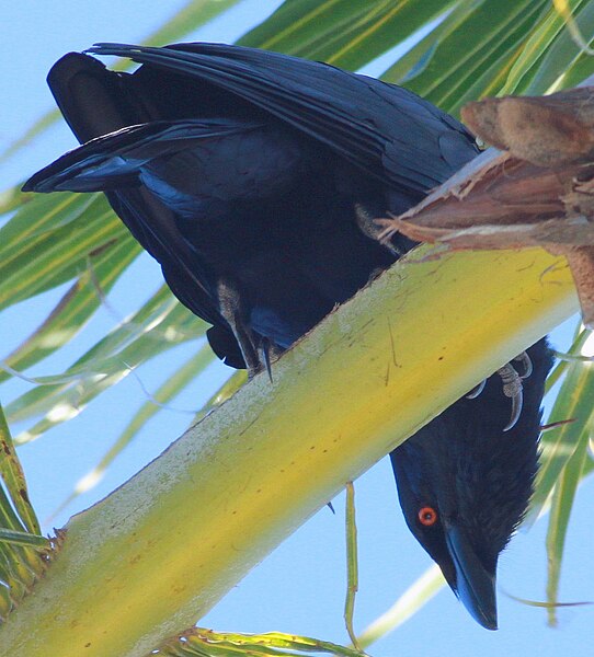 File:DRbirds White-Necked Crow 2c.jpg