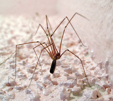 Длинноногий. Пауки сенокосцы – Pholcidae. Дэдди Лонг Легс паук. Паук сенокосец детеныш. Длинноногий папочка паук.