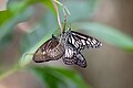 Ideopsis juventa(middle) along with Danaus ismare(right) and Euploea algea(left)