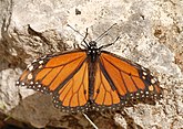 Danaus plexippus (male) (Nymphalidae) Monarch Butterfly