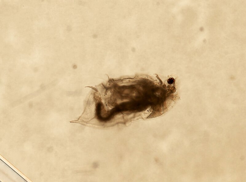 File:Daphnia pulex (YPM IZ 101566).jpeg