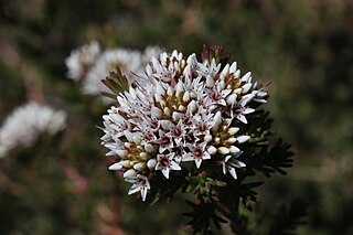 <i>Darwinia capitellata</i> Species of flowering plant