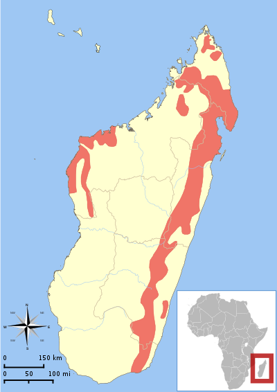 Daubentonia madagascariensis range map.svg