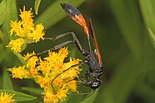 275-kun - Ip bilan bel bog'laydigan Wasp - Ammophila pictipennis, Meadowood Farm SRMA, Meyson Nek, Virjiniya.jpg