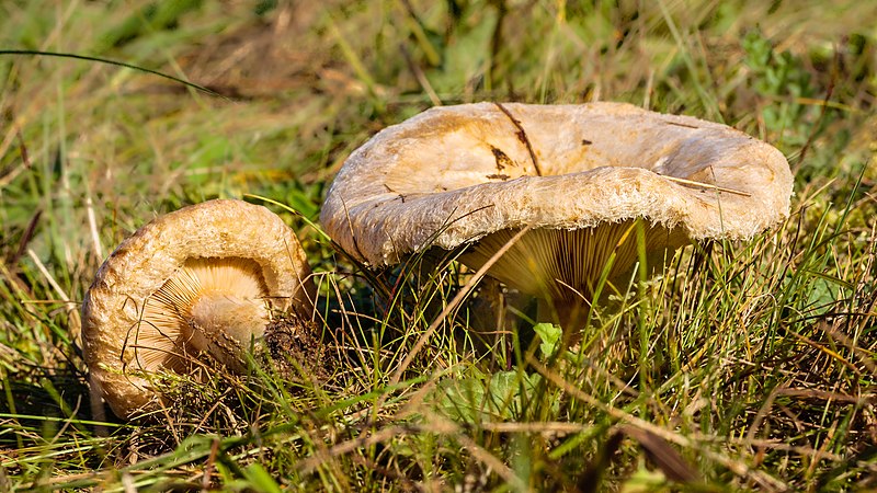 File:De gewone krulzoom (Paxillus involutus). Locatie, Paddenstoelenreservaat. 11-10-2021. (actm.).jpg