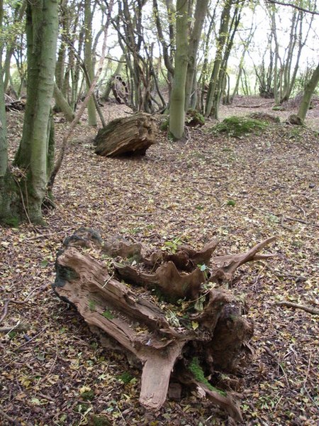 File:Deadwood and coppice - Hempstead wood - geograph.org.uk - 278702.jpg