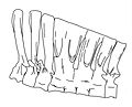 Deinocheirus vertebrae