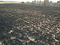 Burnt field near Kibbutz Be'eri