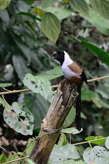 Collared treepie species of bird