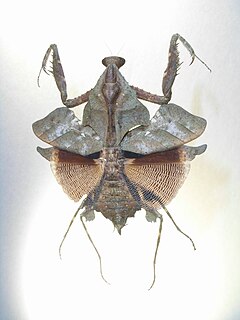 <i>Deroplatys lobata</i>