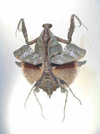 <i>Deroplatys lobata</i> Species of praying mantis