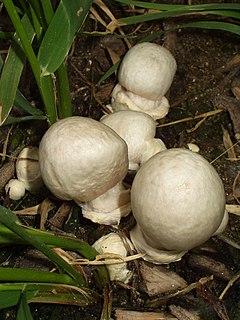 Destroying angel Deadly poisonous fungus