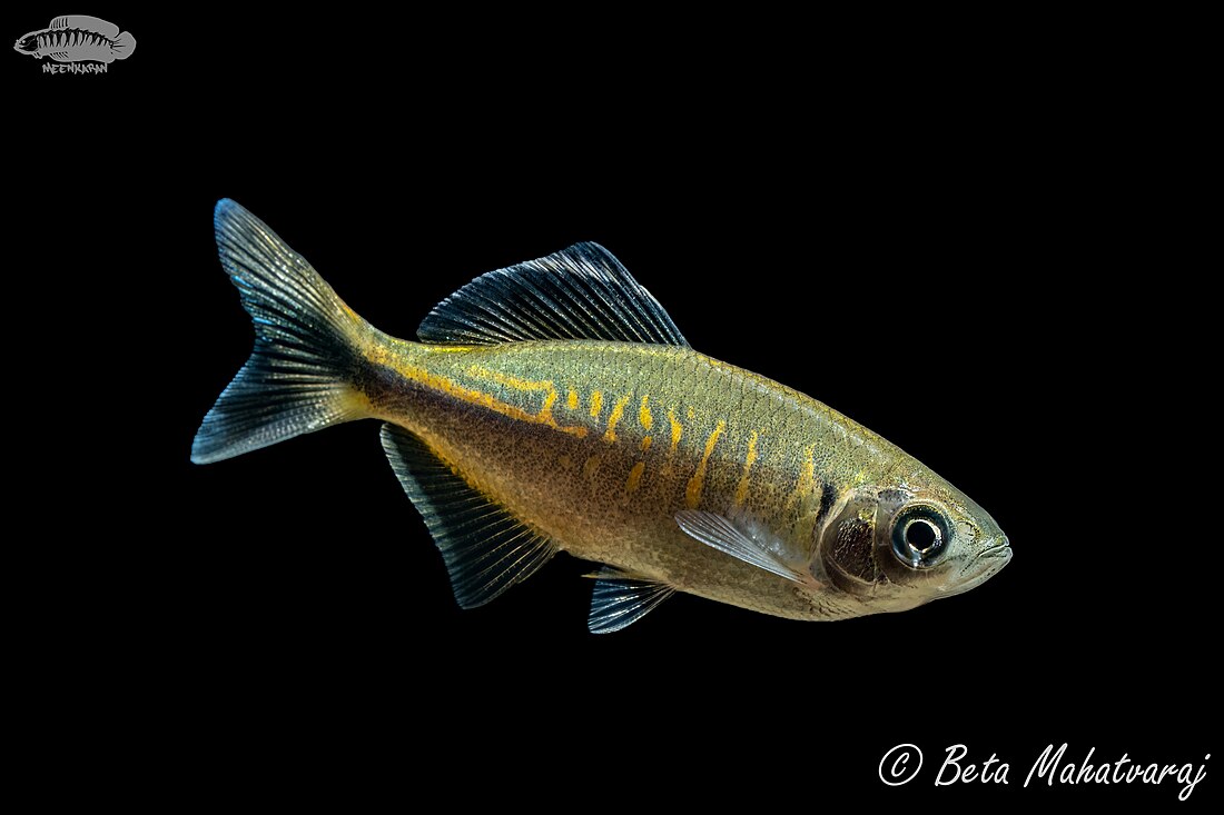 Bengal danio