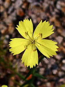 Dianthus knappi Flower