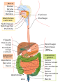 Digestive system diagram gl.svg