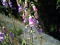 Digitalis purpurea subsp. mariana