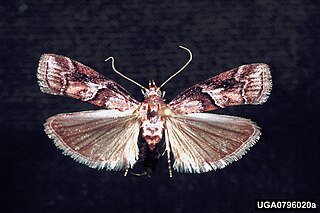 <i>Dioryctria clarioralis</i> Species of moth