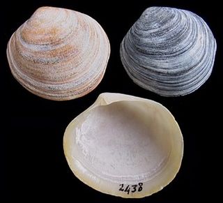 Ungulinidae family of molluscs