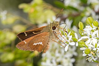 <i>Dispar compacta</i> Species of butterfly