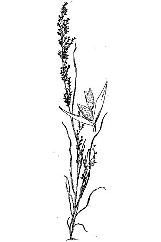 <i>Dissanthelium</i> Genus of grasses