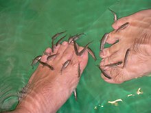 Freshwater Tropical Fish: Garra Rufa - Doctor Fish