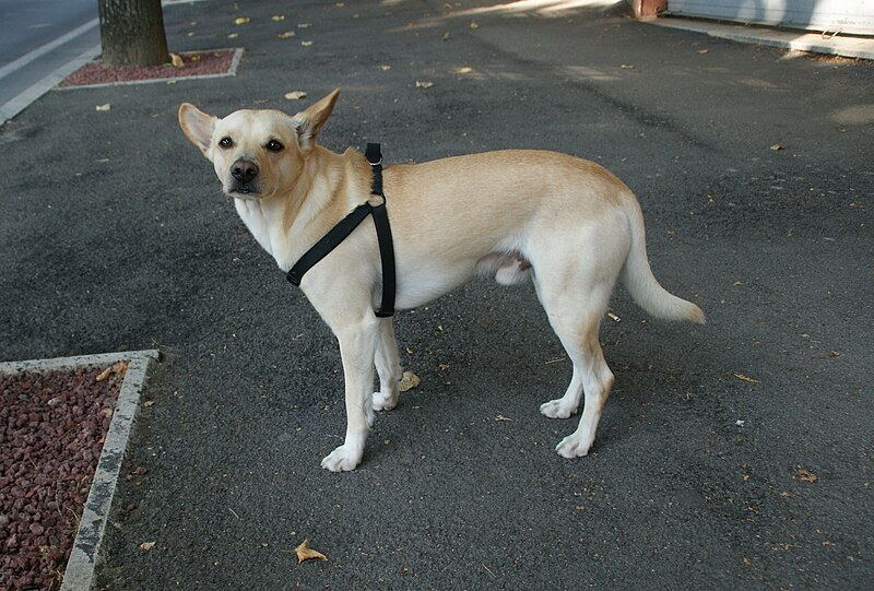 File:Dog in Chianciano Terme.jpg