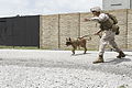 Dogs sniff-out explosives during training 130620-M-DU087-031.jpg