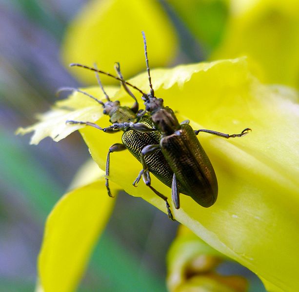 File:Donacia vulgaris. Chrysomelidae - Flickr - gailhampshire.jpg