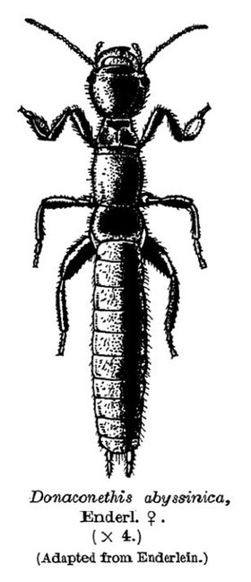 Fêmea, sem asas, de um Embioptera; descrito como Donaconethis abyssinica, do leste da África.[1]