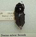 Dorcus miwai
