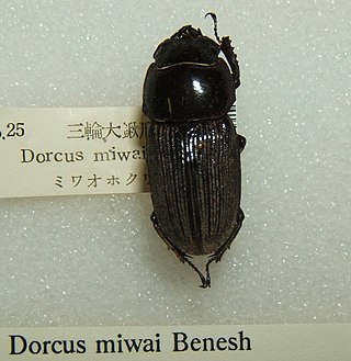 <i>Dorcus miwai</i> Species of beetle