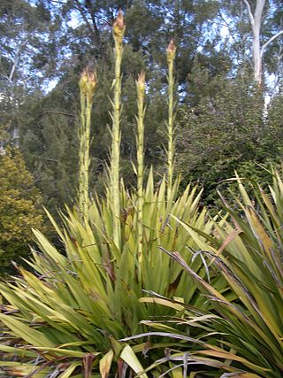 <i>Doryanthes</i> Genus of flowering plants