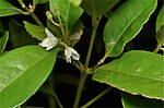 Thumbnail for Doryphora aromatica
