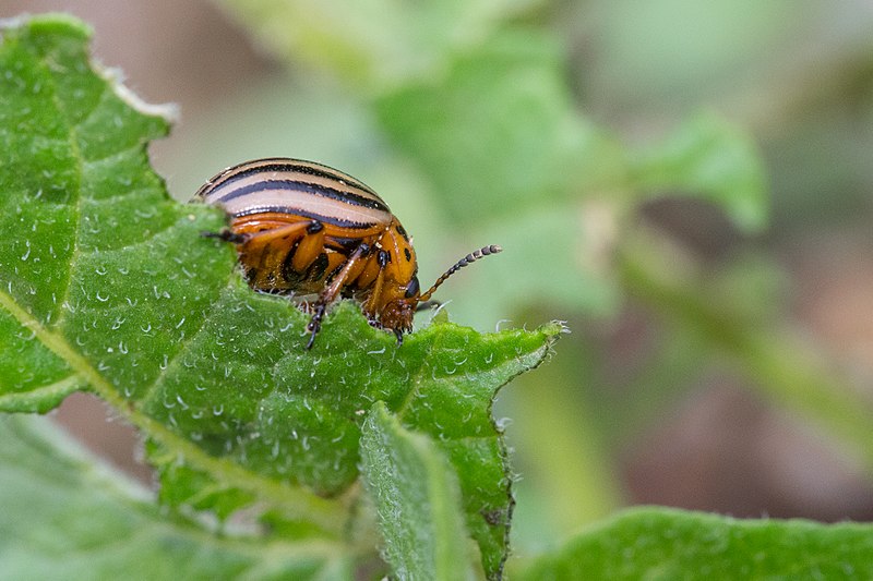 File:Doryphore Verrières 1.jpg