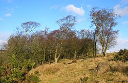 The site of the oldest Doura coal pits. Doura Woods.JPG