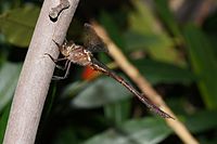 Male in profile