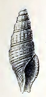 <i>Drillia audax</i> species of mollusc