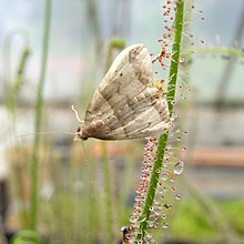 Drosera. Phalaenophana.jpg