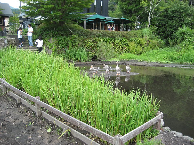 File:Ducks in Kinrin Lake - panoramio.jpg