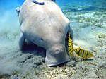 Dugong Marsa Alam.jpg 