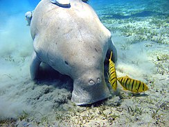 Dugong Marsa Alam.jpg