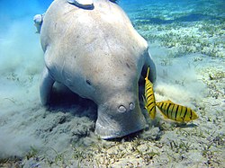 beitende dugong