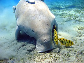 Dugong (Dugong dugong)