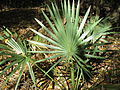 Dwarf palmetto