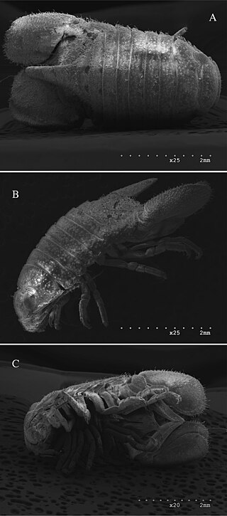 <i>Dynoides dentisinus</i> Species of crustacean