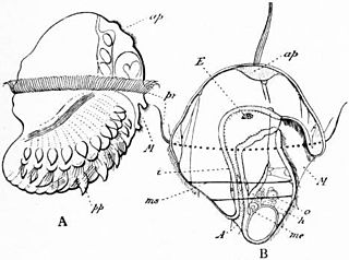 <span class="mw-page-title-main">Lopadorrhynchidae</span> Family of annelids