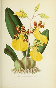 plate 33 Oncidium splendidum Trichocentrum splendidum