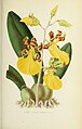 Trichocentrum splendidum (as syn. Oncidium splendidum) plate 33 in: Émile de Puydt: Les orchidées (1880)