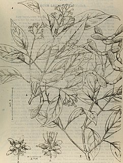 <i>Acer fabri</i> Species of plant